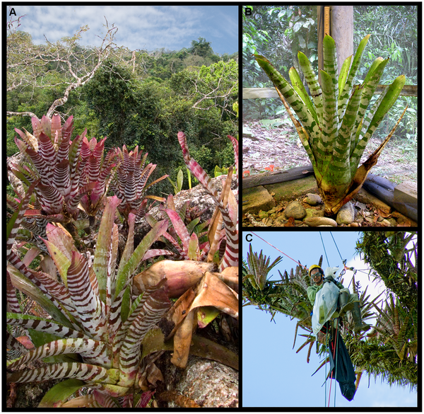 Figure 1. Aechmea zebrina tank bromeliads.